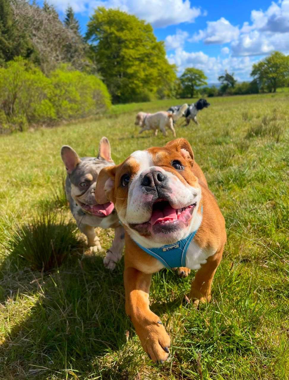 Dogs exploring the fields