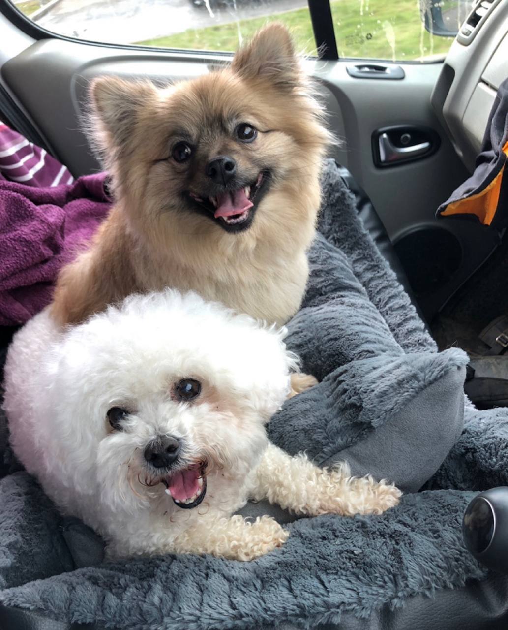 Morning van collection