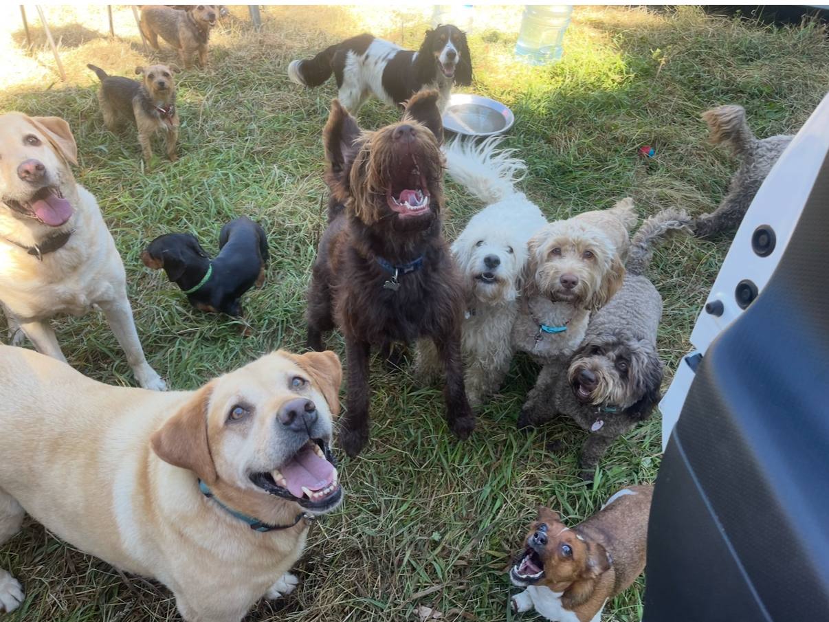 Dogs socialising in balanced groups